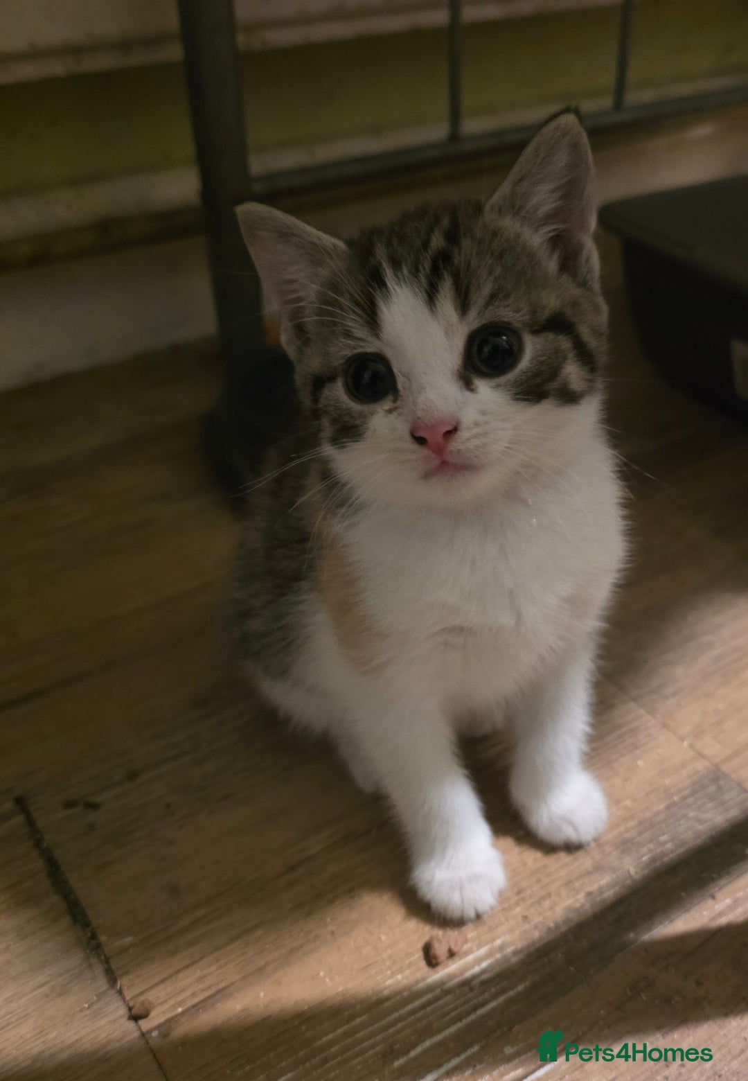 Mixed Breed cats for sale: Beautiful mixed breed female kitten  - Image 2