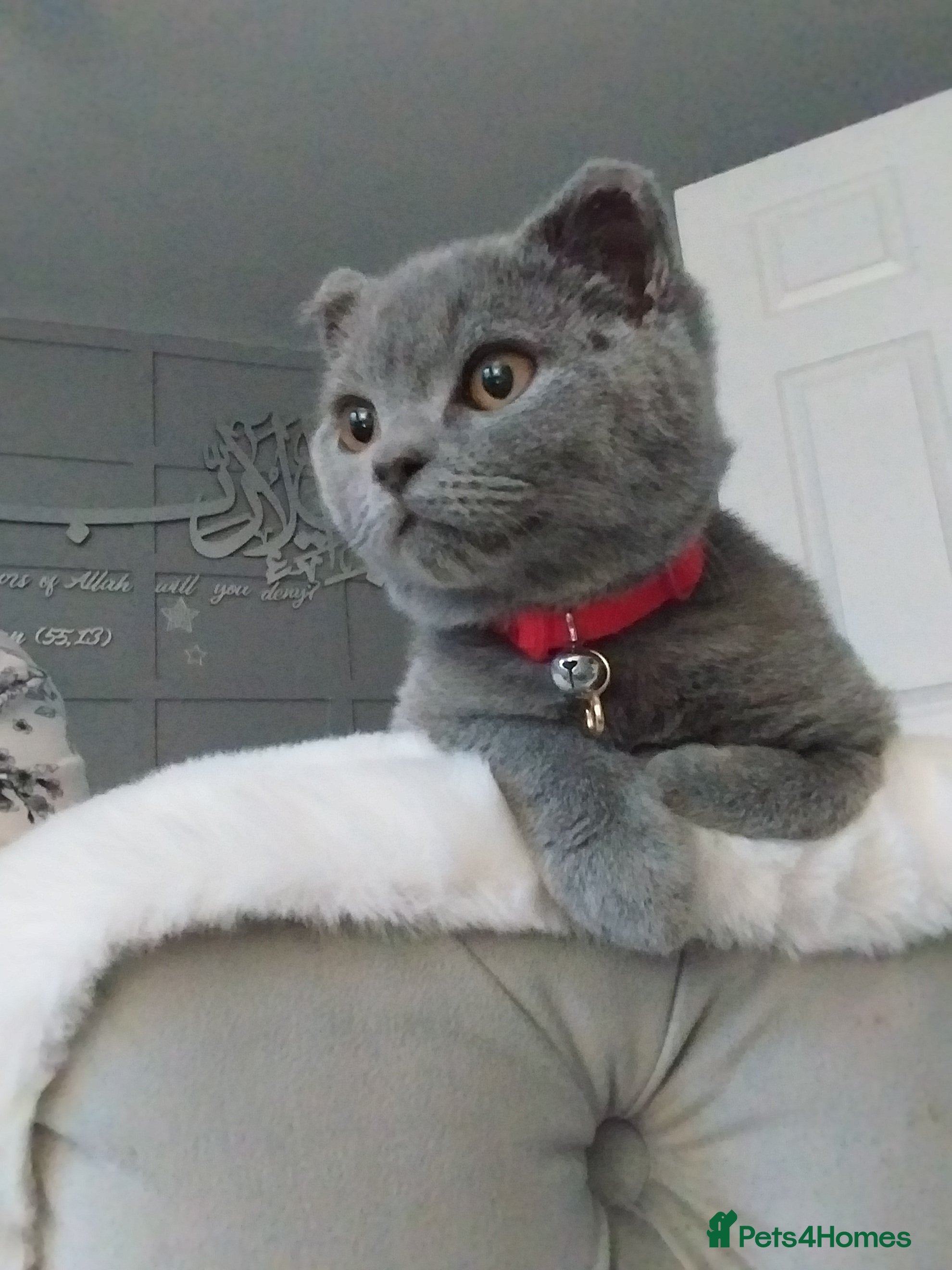 British Shorthair cats Beautiful male British blue  - Advert 1
