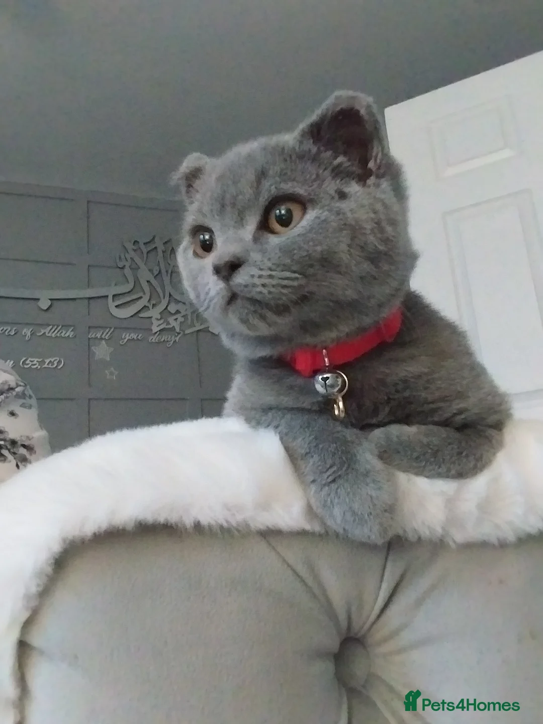 British Shorthair cats for sale: Beautiful male British blue  - Advert 1