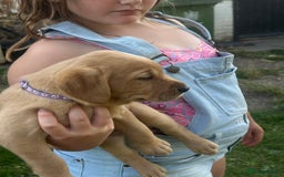 Labrador Retriever dogs for sale: Yellow and fox red Labrador pups - Image 5