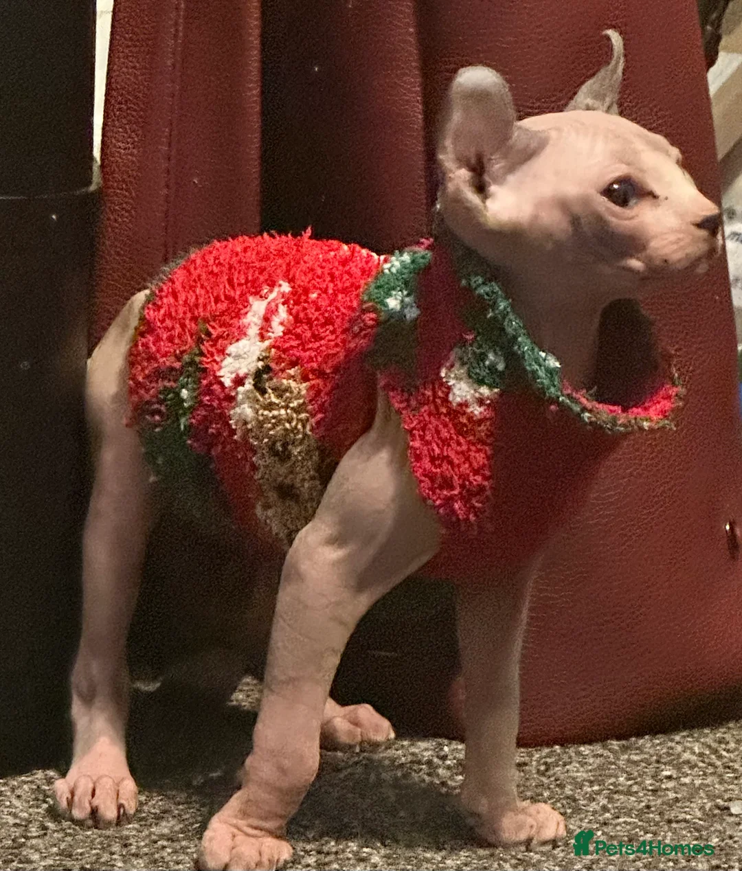 Sphynx cats for sale: LOVING SPHYNX KITTENS READY TO GO🤍 - Advert 5