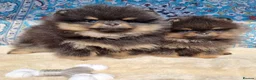 Pomeranian dogs for sale: Luxury Pomeranian puppies for sale!!! - Advert 3