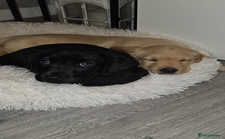 Labrador Retriever dogs - Advert 4