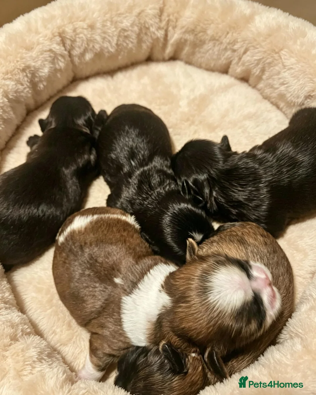 Shih Tzu dogs for sale: Shihtzu puppys  - Advert 7