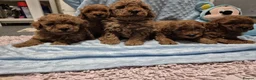 Maltipoo dogs for sale: Maltipoo F1B puppies - Advert 6