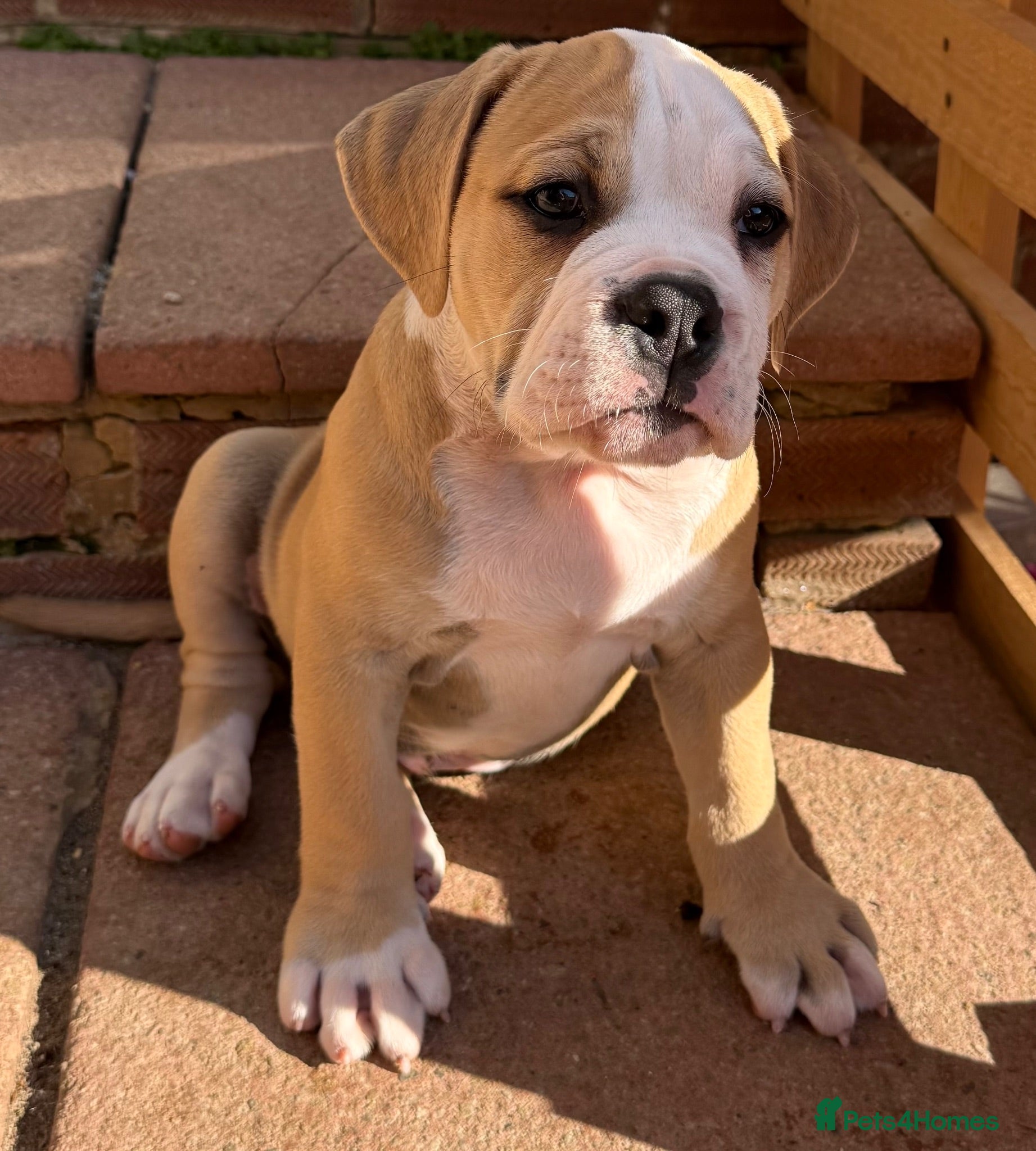Olde English Bulldogge dogs READY TO LEAVE 1 olde  English bulldog   - Advert 2