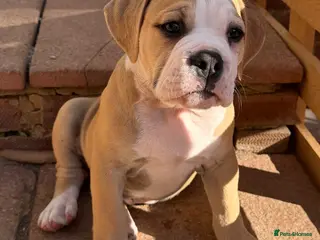 Olde English Bulldogge dogs READY TO LEAVE 1 olde English bulldog - Advert 2