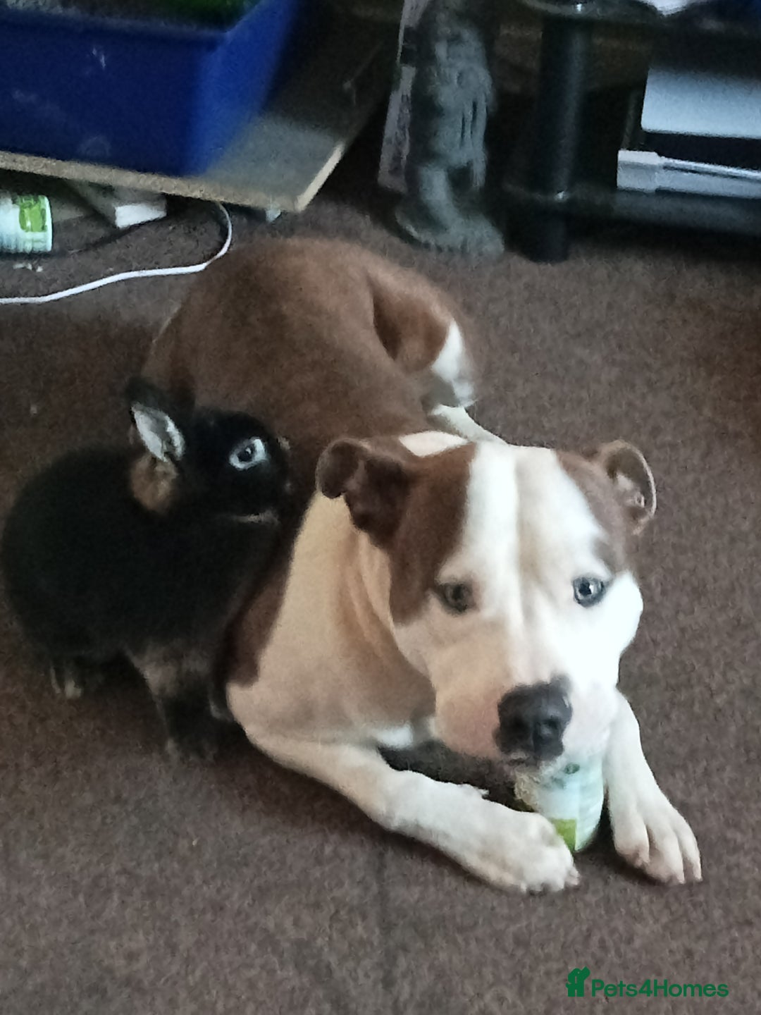 Staffordshire Bull Terrier dogs for sale: Staffordshire bull terrier - Image 3