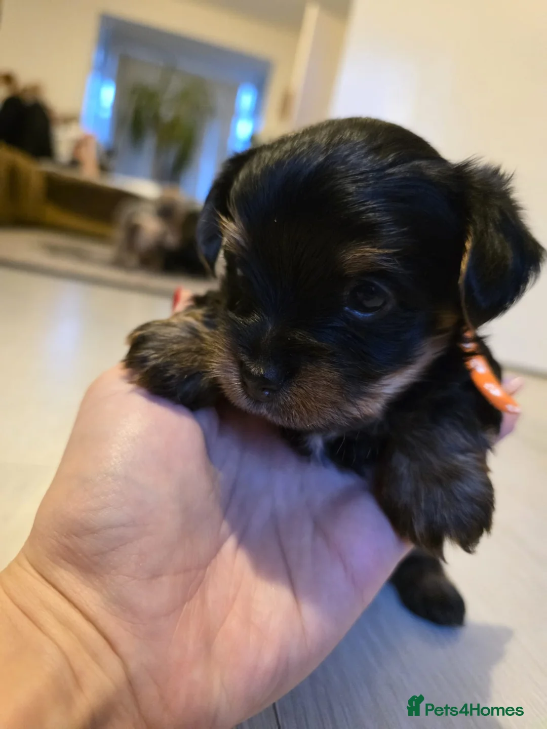 Yorkshire Terrier dogs for sale: Yorkshire terrier puppies  - Advert 14