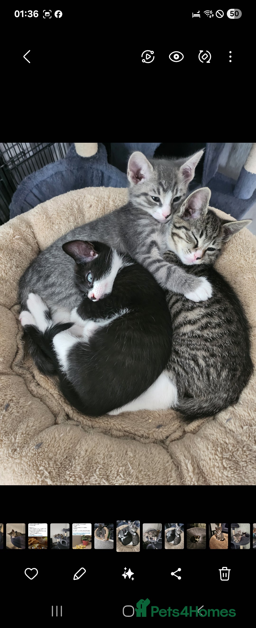 Mixed Breed cats for sale: Kittens  - Image 10