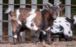 Goats livestock for sale: 3 male 2 female goats for sale .  - Image 6