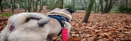 Pug dogs for stud: KC Registered Male Pug Available for Stud - Advert 3