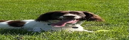 English Springer Spaniel dogs for sale: Genuine reason for sale Male ESS  in Wolverhampton - Advert 4