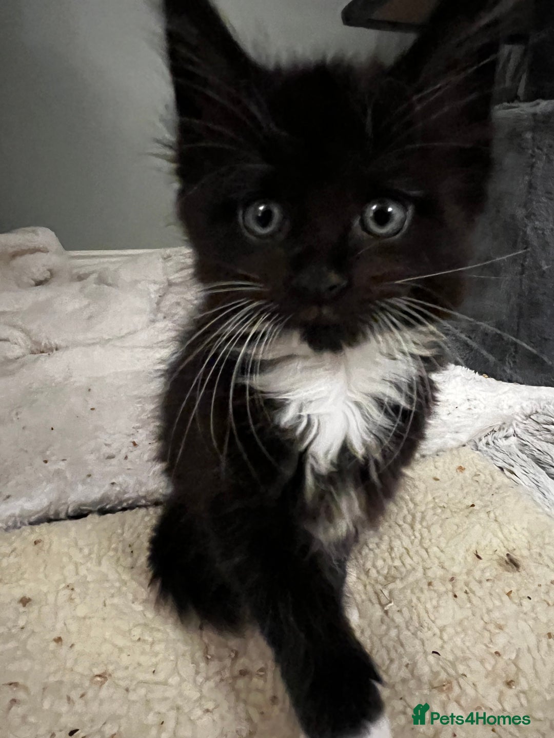 Maine Coon cats for sale:  Pedigree Maine Coon kittens - Advert 10