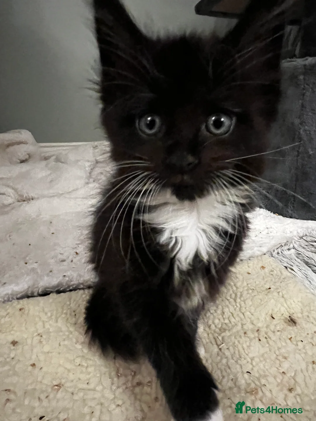 Maine Coon cats for sale:  Pedigree Maine Coon kittens - Advert 10