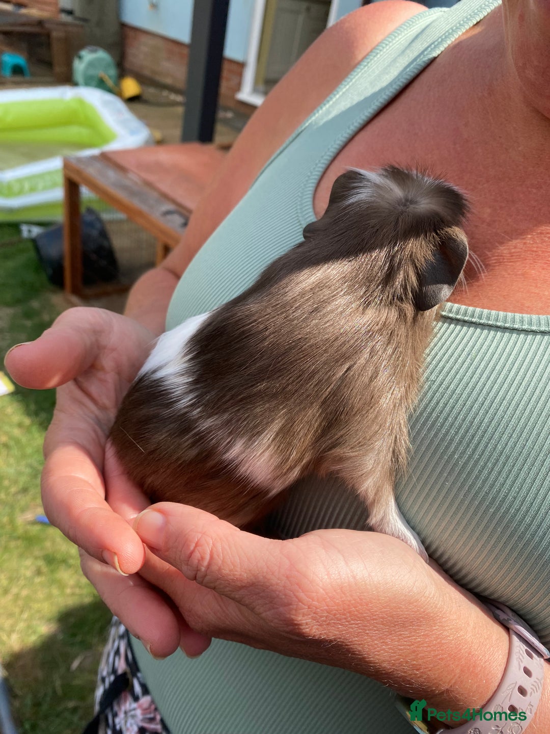 Guinea Pig rodents for sale: 2 male Guinea pigs for sale  - Image 2