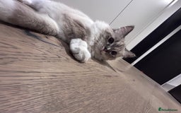 Ragdoll cats for sale: Adorable Ragdoll Looking for a Loving New Home  - Image 5