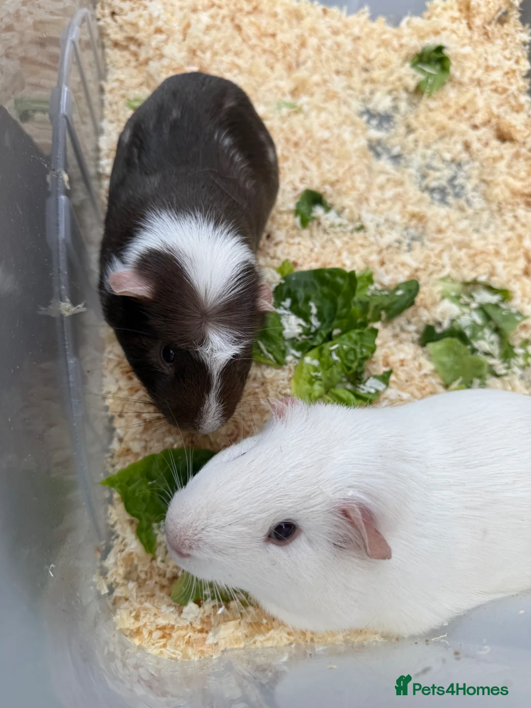 Guinea Pig rodents for sale: Guinea pigs in need of new homes!  - Advert 2