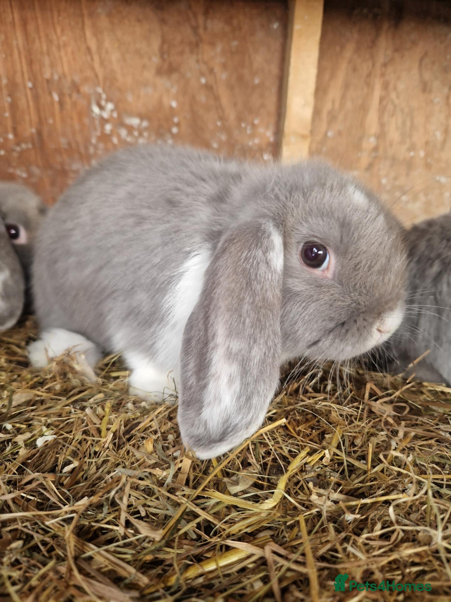 Mini Lop rabbits Baby Mini Lops - Advert 19