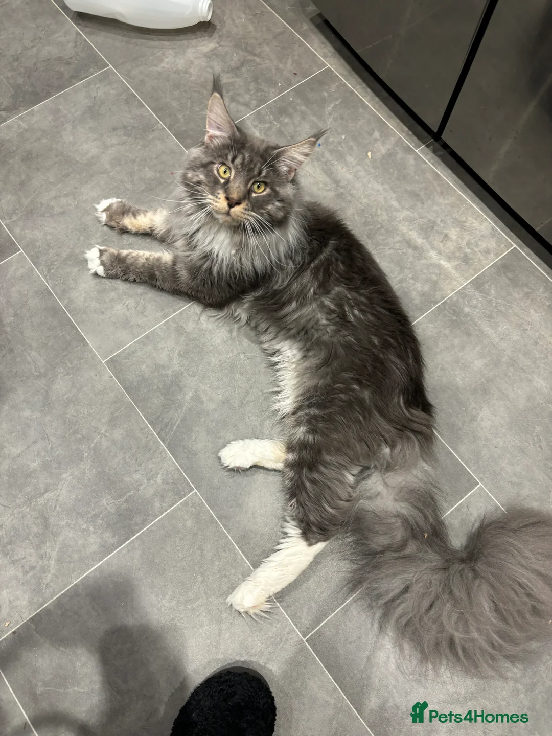 Maine Coon cats for stud: Maine Coon Proven Stud, GCCF & TICA in Hereford - Advert 4