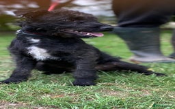 Patterdale Terrier dogs for sale: Patterdale puppy  - Image 2