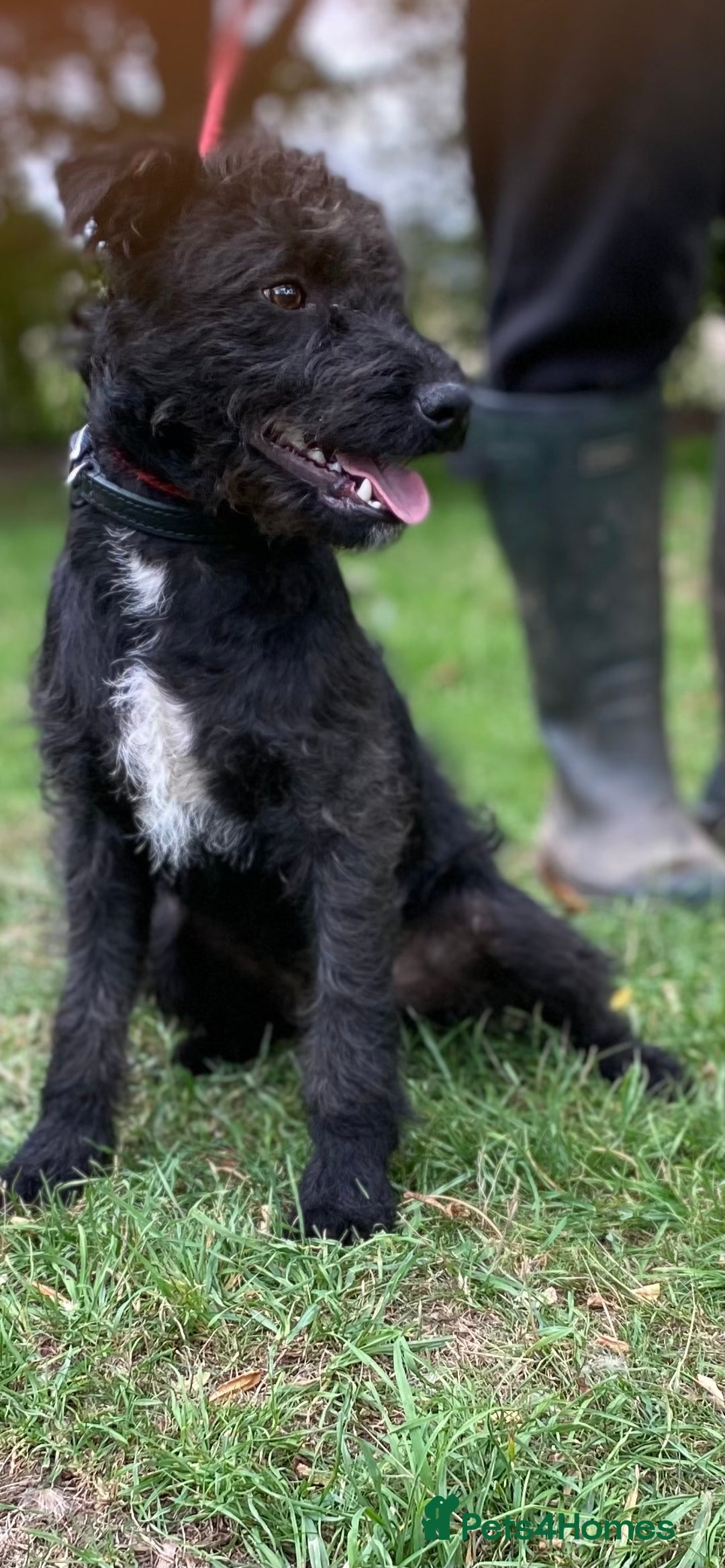 Patterdale Terrier dogs for sale: Patterdale puppy  - Image 2
