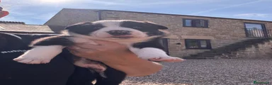 Border Collie 4