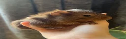 Guinea Pig rodents for sale: Baby Guinea Pigs for sale | ready to leave soon! - Advert 14