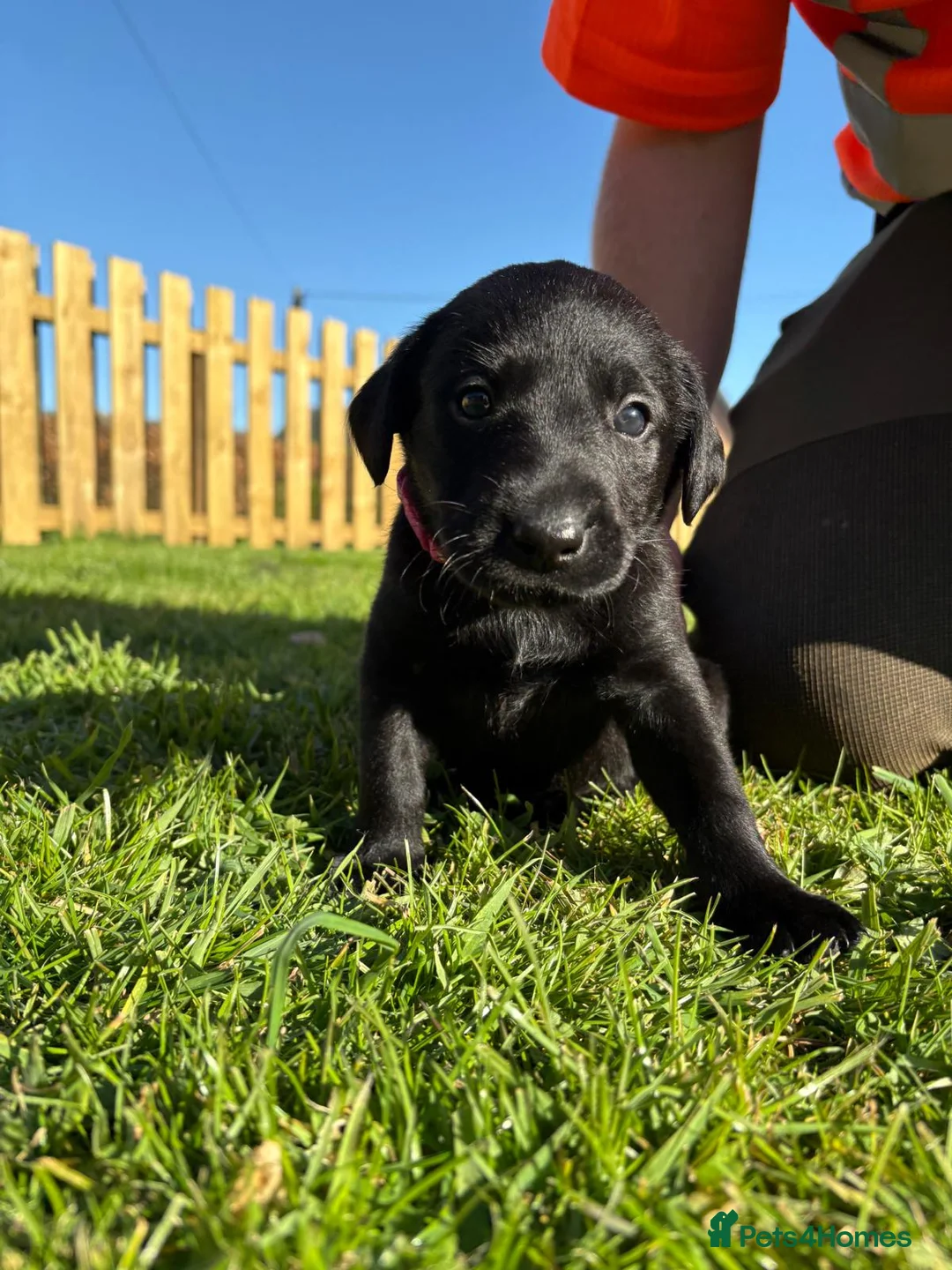 Labrador Retriever dogs for sale: Black labrador puppies KC registered. in Berwick-upon-Tweed - Advert 2