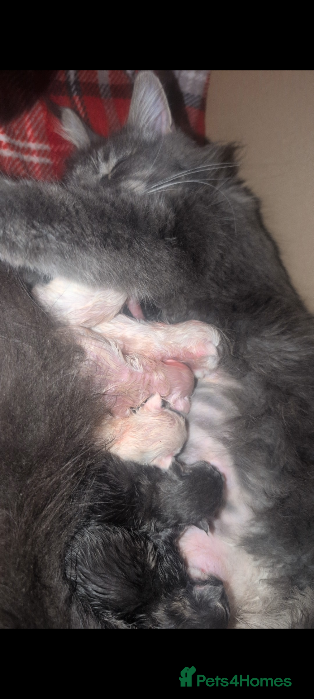 Maine Coon cats Beautiful Maine coon babies - Advert 2