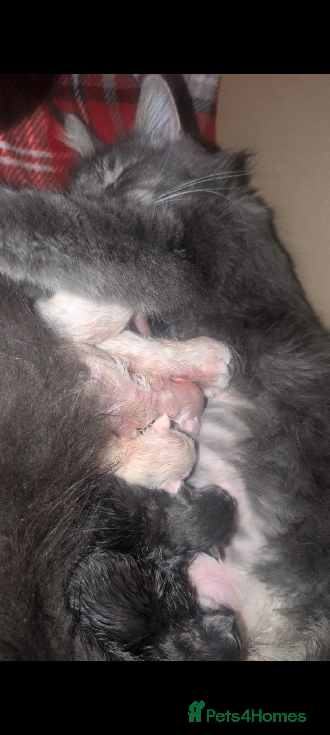 Maine Coon cats for sale: Beautiful Maine coon babies - Advert 2