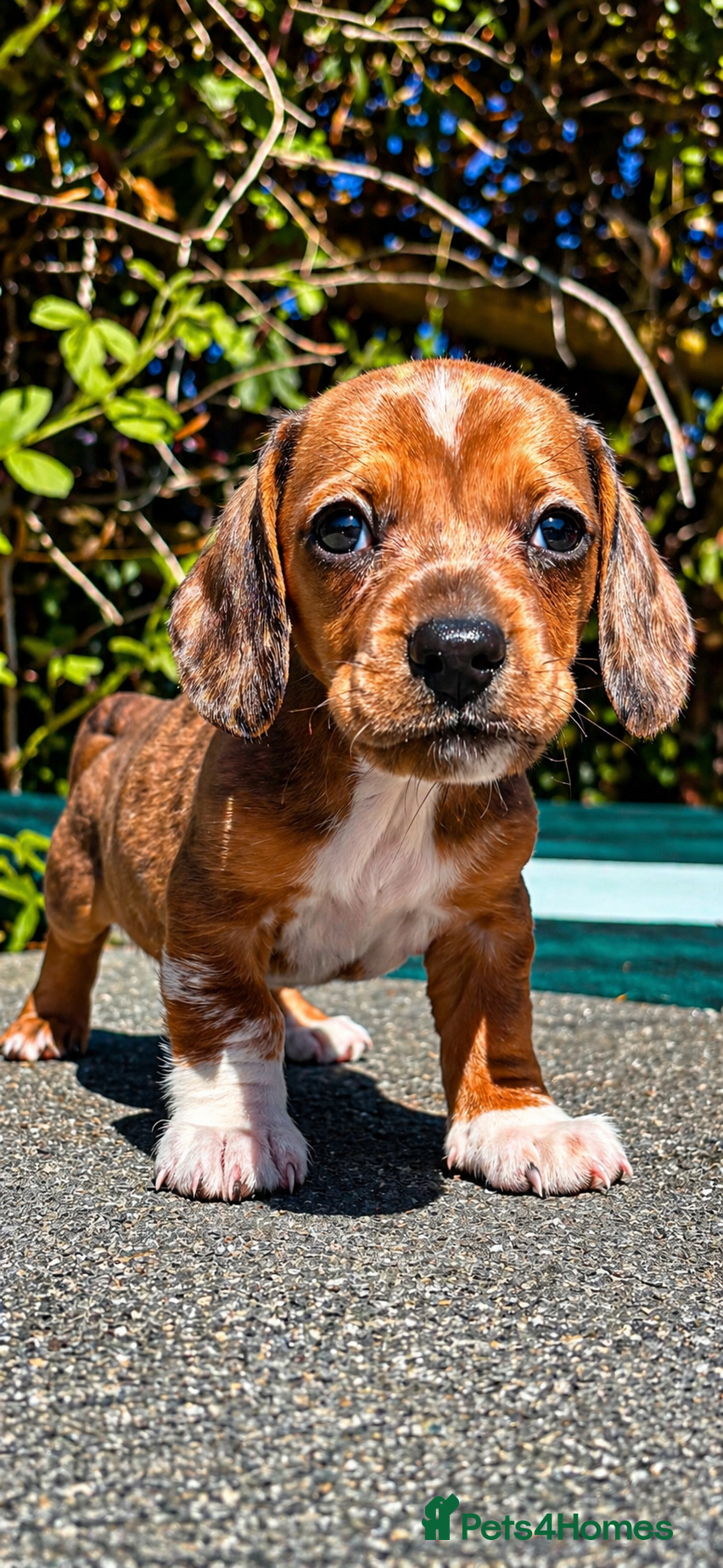 Miniature Dachshund dogs Miniature dachshund puppies piebald  - Advert 18