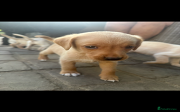 Mixed Breed dogs for sale: 3/4 Labrador 1/4 German wire hair pointer  - Image 24