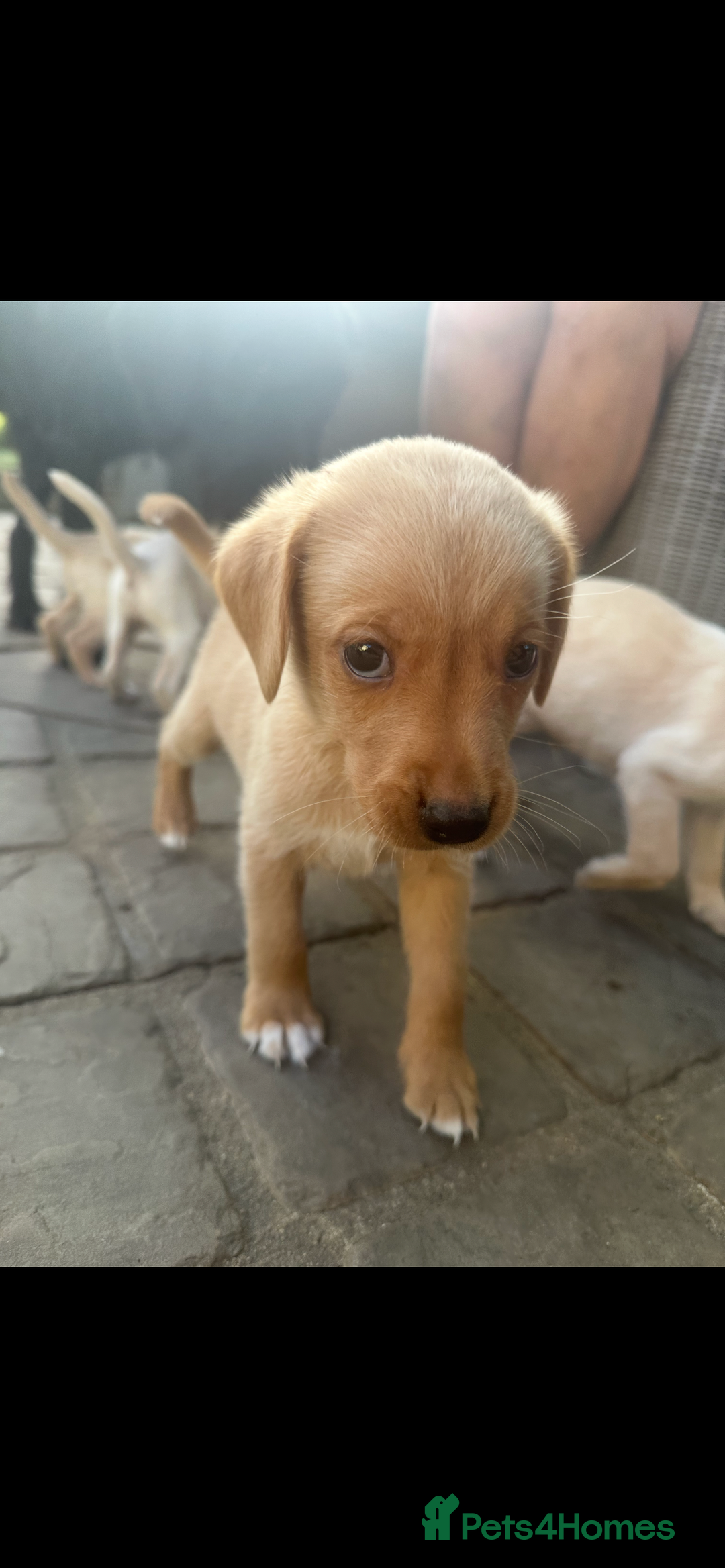Mixed Breed dogs for sale: 3/4 Labrador 1/4 German wire hair pointer  - Image 24