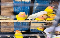 Lovebirds birds for sale: Lutino/pied peach face lovebirds for sale  - Image 10