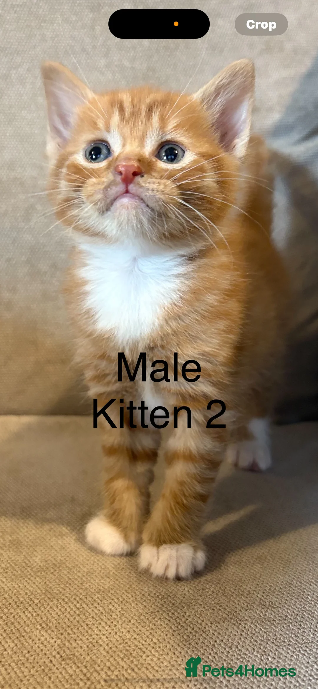 Mixed Breed cats for sale: 4 boys mum is a Bengal cross  - Advert 5