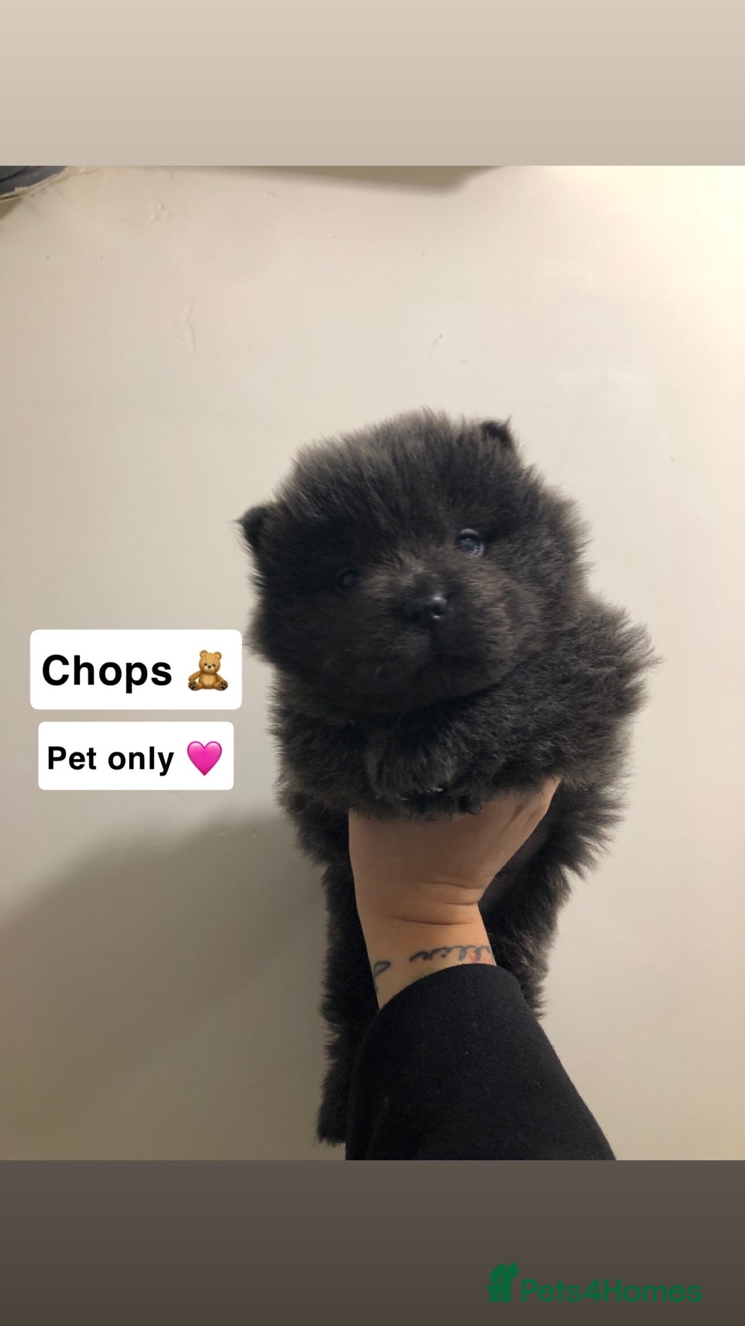 Chow Chow dogs for sale: BLUE CHOW CHOW GIRLS  - Advert 10