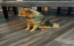Pomeranian dogs for sale: Pomeranian  - Image 3