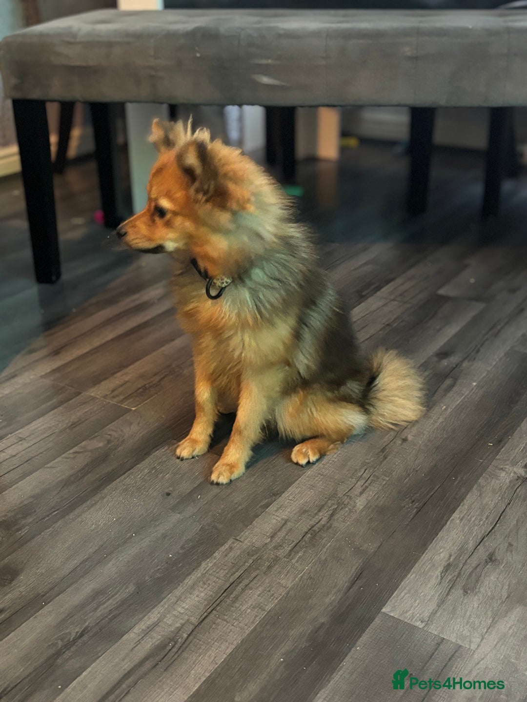 Pomeranian dogs for sale: Pomeranian  - Image 3
