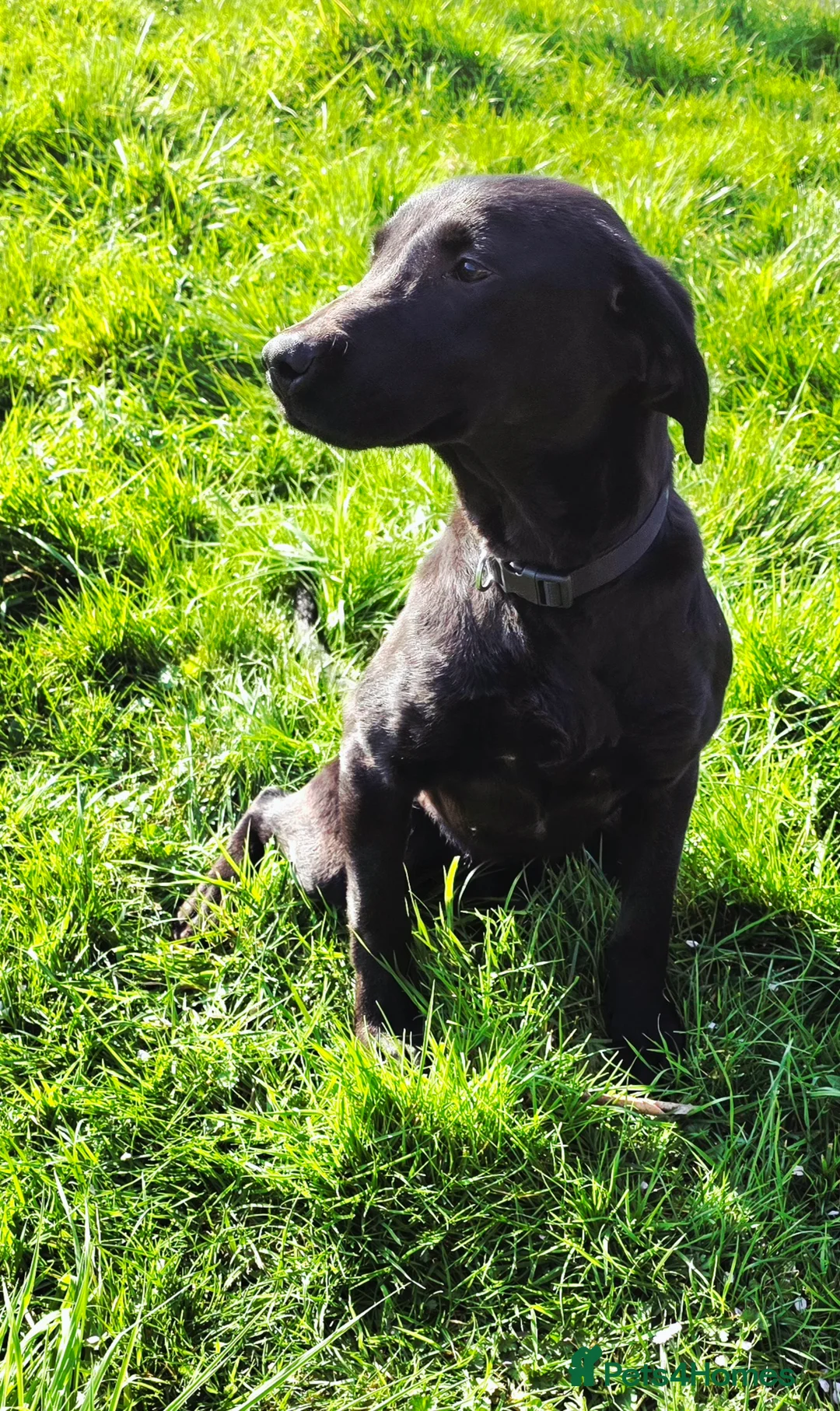 Labrador Retriever dogs for sale: Lovely lab - Advert 1
