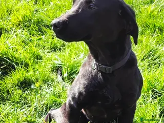 Labrador Retriever dogs Lovely lab - Advert 1