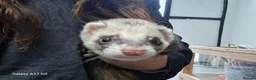 Ferret rodents for sale: 2 male ferrets  - Advert 7