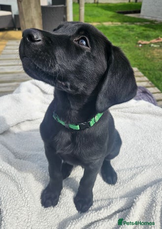 Labrador Retriever dogs in Caernarfon - Advert 12