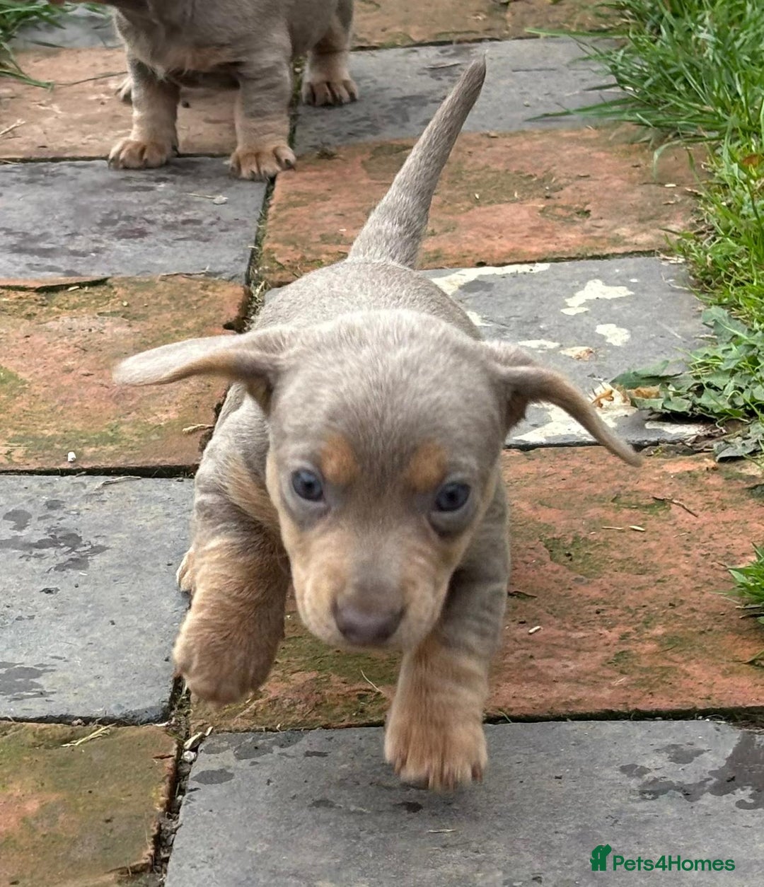 Miniature Dachshund dogs for sale: Mini short/long coat crossed dachshund  - Image 5