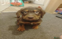 Labradoodle dogs for sale: Labradoodel  - Image 4
