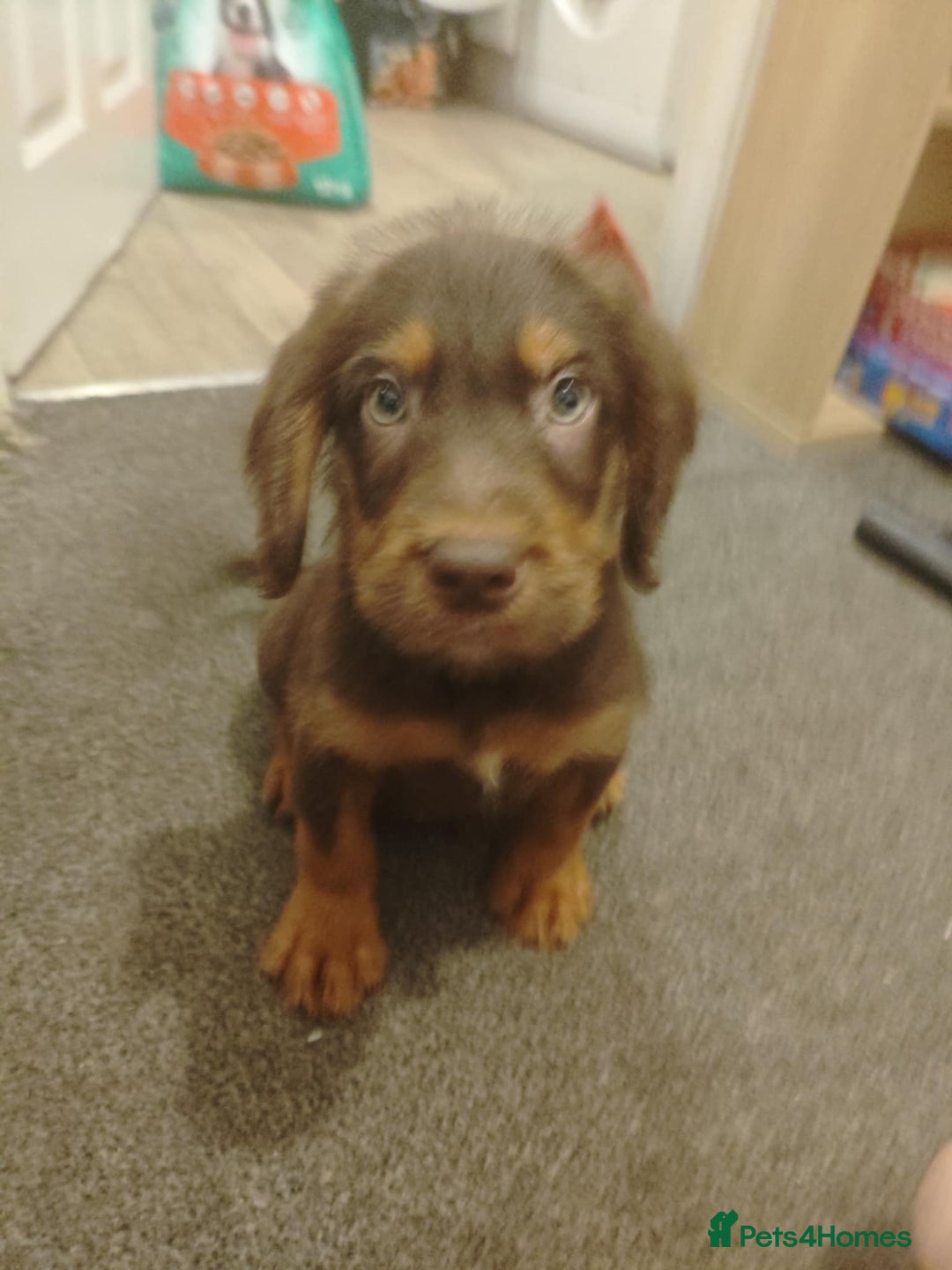 Labradoodle dogs for sale: Labradoodel  - Image 4