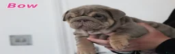 English Bulldog dogs for sale: Beautiful full english bulldog pup - Advert 5