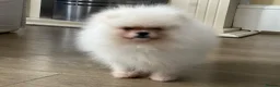 Pomeranian dogs for sale:     Luxury White Pomeranian Puppies  - Advert 10