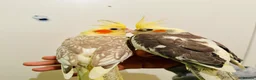 Cockatiels birds for sale: Hand Tamed/Untamed Beautiful Cockatiels available - Advert 4