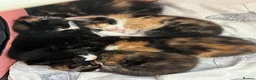 Mixed Breed cats for sale: Beautiful tortoiseshell kittens in Walsall - Advert 6